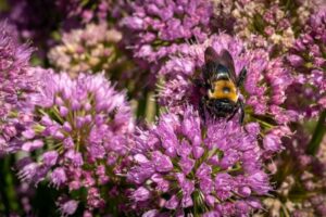 Ce que les taxis et robots IA peuvent apprendre des abeilles