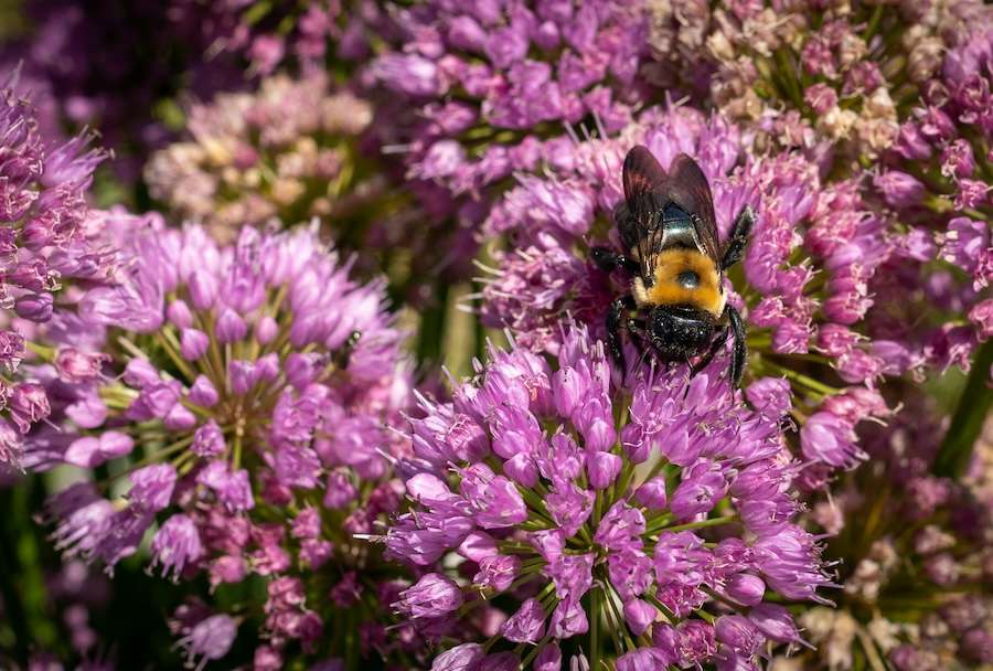 What AI taxis and robots can learn from bees