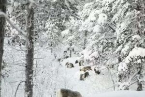 Comment les troupeaux de rennes, la nature et la culture sâme peuvent prospérer lorsque les forêts sont restaurées