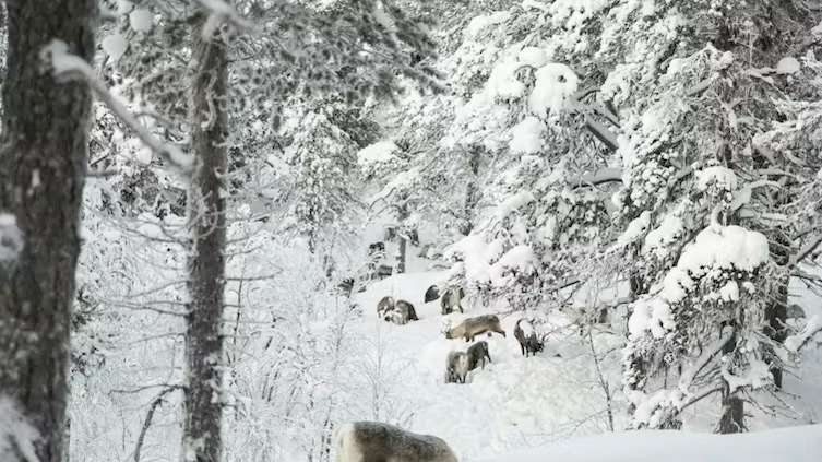 How reindeer herds, nature and Sámi culture can thrive when forests are restored