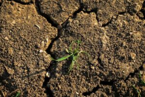 Comment un super El Niño pourrait déclencher une famine mondiale