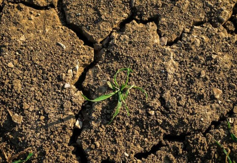 Comment un super El Niño pourrait déclencher une famine mondiale