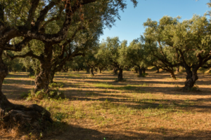 Entre oliveraies et villages : 10 expériences dans les collines de Pescara (avec un séjour authentique)