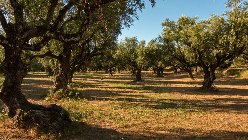 Les collines de Pescara sont célèbres pour leurs oliveraies centenaires
