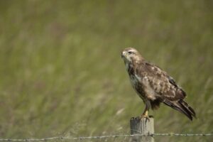 La législation britannique continue de laisser tomber les oiseaux de proie alors que l'abattage illégal généralisé se poursuit