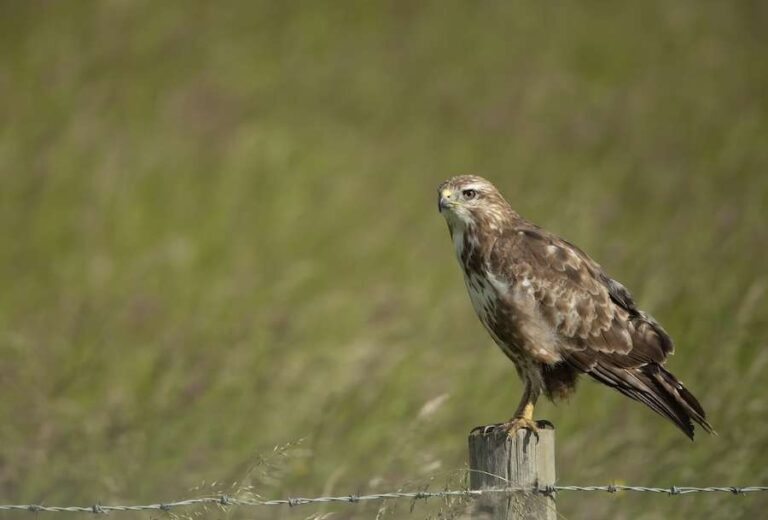 La législation britannique continue de laisser tomber les oiseaux de proie alors que l'abattage illégal généralisé se poursuit