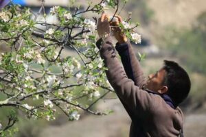 La protection des insectes pollinisateurs pourrait améliorer les régimes alimentaires et les moyens de subsistance dans le monde – nouvelle étude