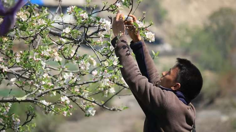 Protecting pollinating insects could improve diets and livelihoods worldwide – new study