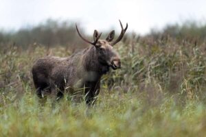 Le discours du roi pour la nature – huit nouveaux projets de loi pour lutter contre la crise de la nature