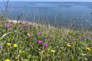 Le projet de prairies côtières de Durham est terminé avec succès