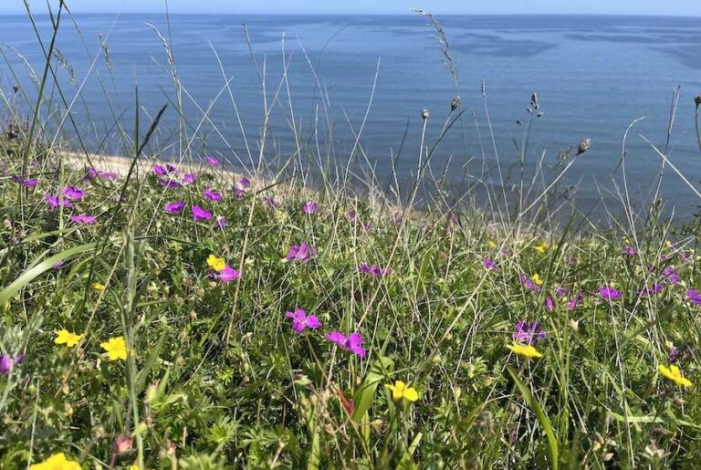 Le projet de prairies côtières de Durham est terminé avec succès