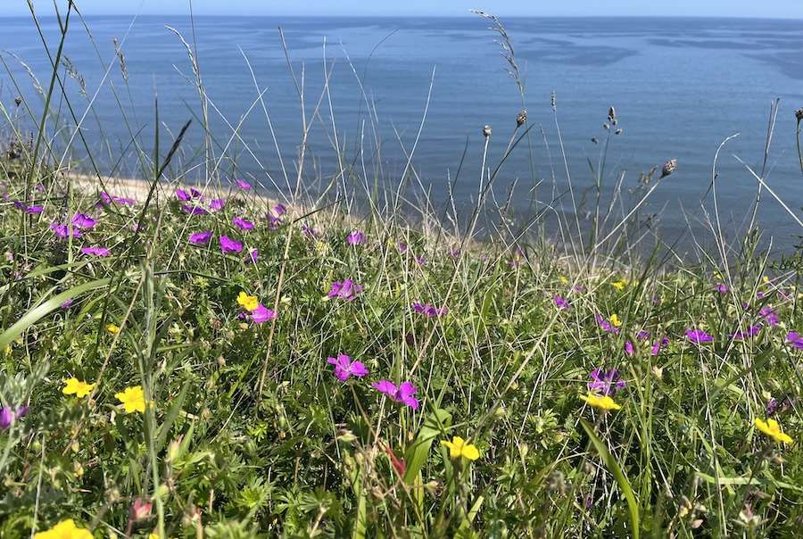Durham coastal grasslands project successfully completed