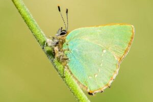 Les amoureux de la nature invités à participer à la chasse aux papillons rares cet été