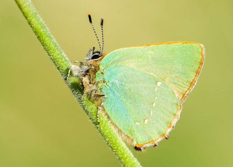 Les amoureux de la nature invités à participer à la chasse aux papillons rares cet été