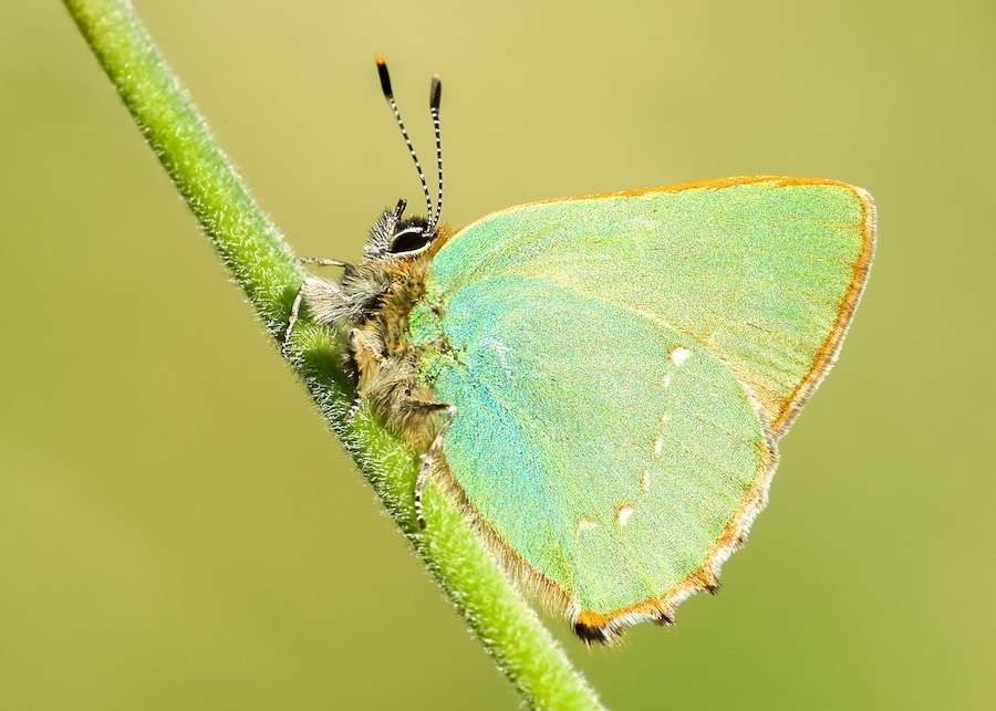 Nature lovers invited to help hunt for rare butterflies this summer