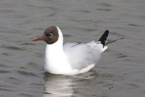Les mouettes sont toutes en mer alors que les populations britanniques plongent