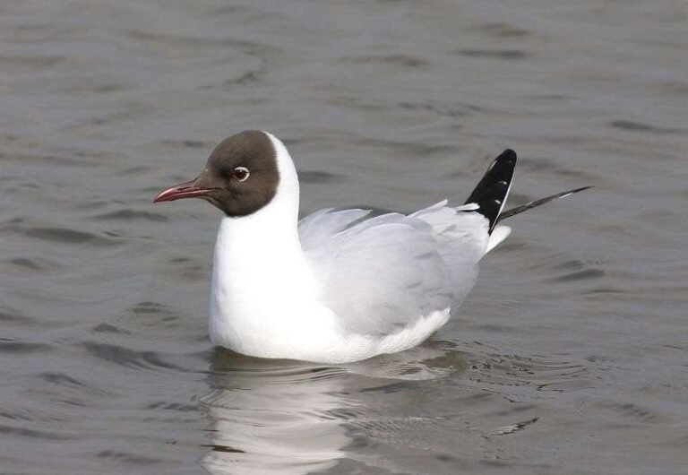 Les mouettes sont toutes en mer alors que les populations britanniques plongent
