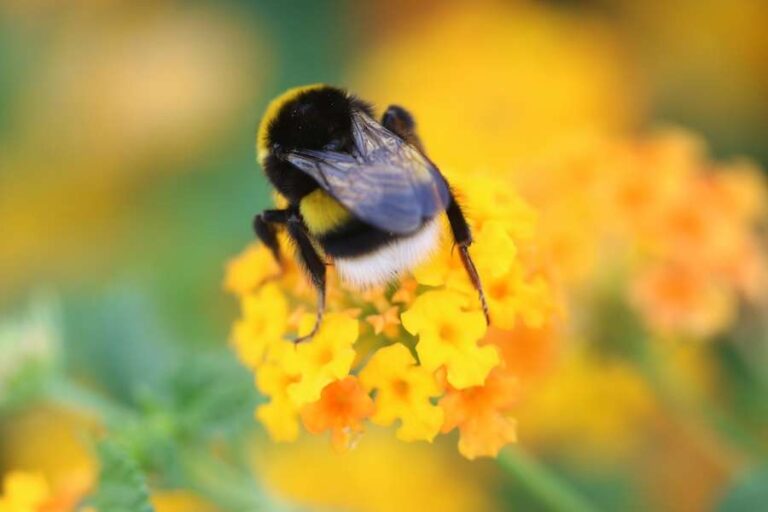 Les vagues de chaleur détruisent la vie sexuelle des abeilles – nouvelle recherche