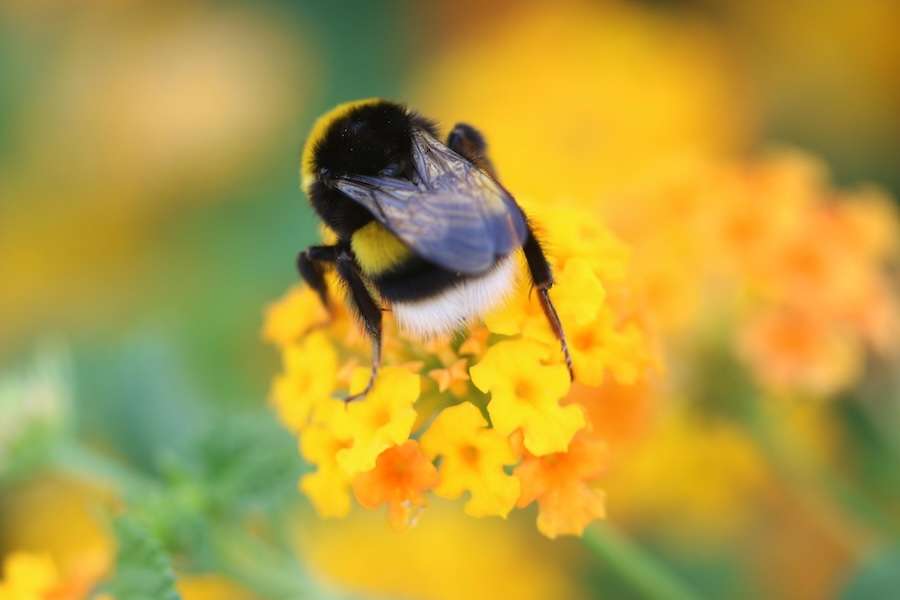 Heatwaves are destroying the sex lives of bees – new research
