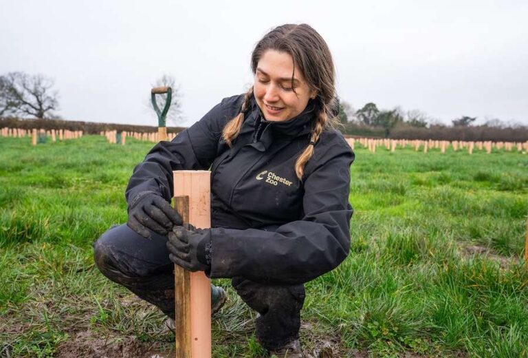 Plus de 5 000 nouveaux arbres stimulent grandement la biodiversité dans le Nord-Ouest