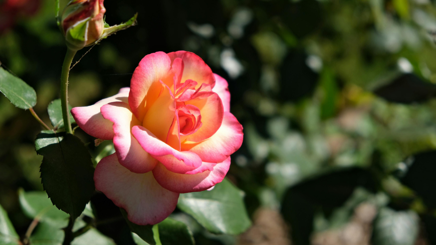 belle rose rose