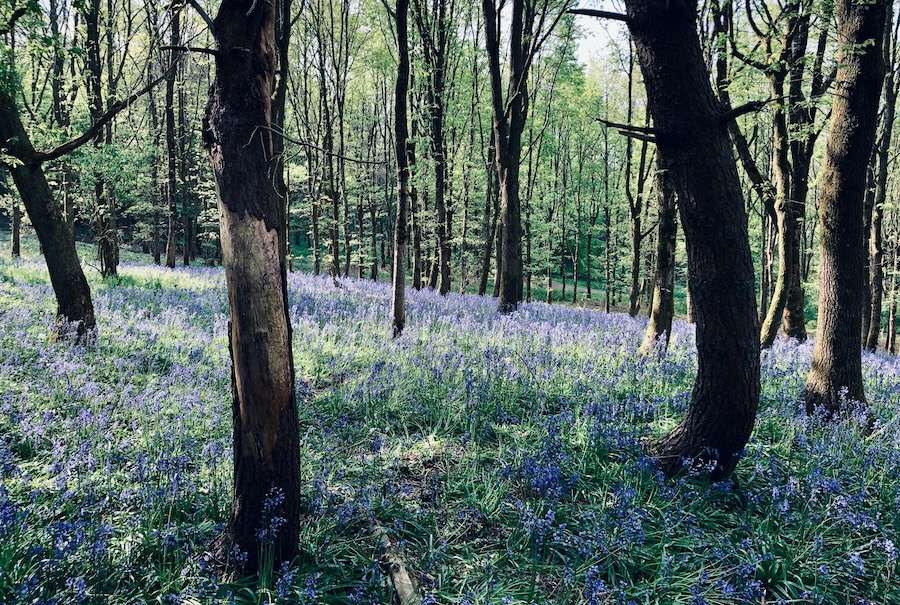 Edinburgh AI firm develops machine learning tool to accelerate woodland monitoring