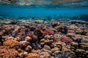 Une vague de chaleur marine massive a provoqué l’effondrement des récifs coralliens des Caraïbes beaucoup plus rapidement que prévu – nouvelle recherche