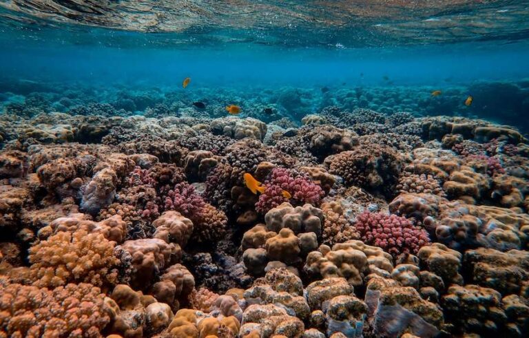 Une vague de chaleur marine massive a provoqué l’effondrement des récifs coralliens des Caraïbes beaucoup plus rapidement que prévu – nouvelle recherche