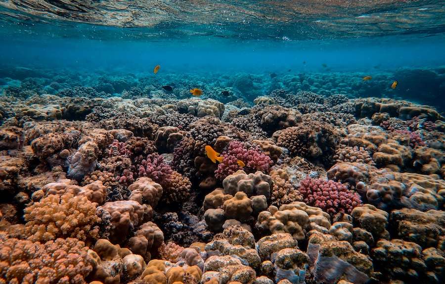 Massive marine heatwave caused Caribbean coral reefs to collapse much faster than predicted – new research