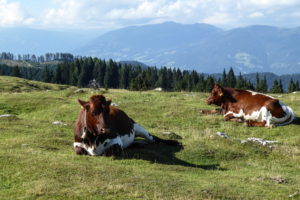 Vacances à vélo en Carinthie : pédaler à travers la nature dans le sud de l'Autriche
