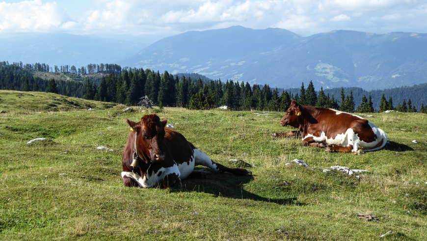 Vacances à vélo en Carinthie : pédaler à travers la nature dans le sud de l'Autriche