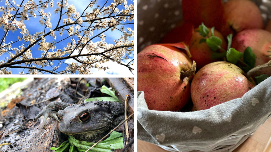 Nature du gîte : animaux, fleurs et fruits