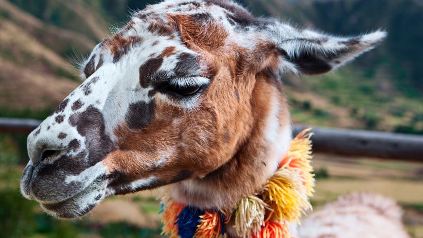 Lama debout dans les Andes, l'un des animaux les plus emblématiques du Pérou
