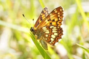Le nombre de papillons rares a augmenté de 9 000 % dans le Kent grâce aux agriculteurs et aux bénévoles