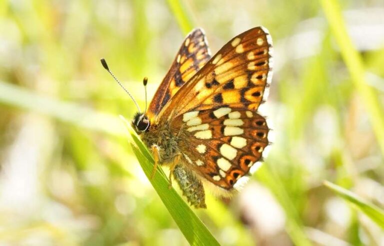 Le nombre de papillons rares a augmenté de 9 000 % dans le Kent grâce aux agriculteurs et aux bénévoles