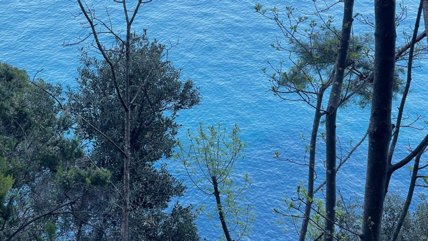 Vue sur la mer à travers les arbres le long d'un paisible sentier de randonnée de Portofino