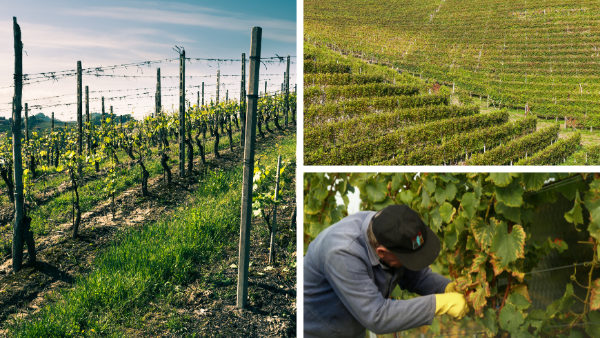 Vignes et homme travaillant