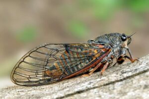 Les écologistes franchissent une étape clé dans la réintroduction d’insectes disparus