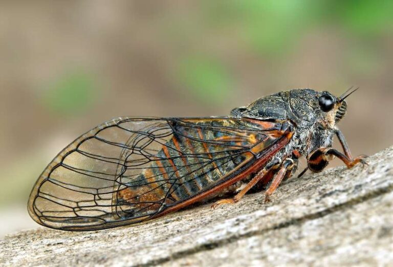 Les écologistes franchissent une étape clé dans la réintroduction d’insectes disparus