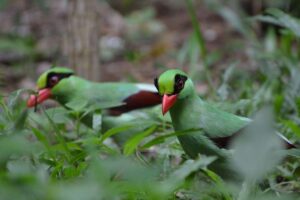 La course pour sauver l'un des oiseaux les plus menacés au monde a commencé