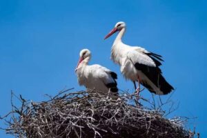 Cigognes blanches : pourquoi l’introduction d’espèces non indigènes dans les projets de réensauvagement peut être une bonne idée