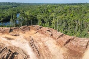 Comment les points de bascule positifs peuvent être la clé de la protection des forêts tropicales humides