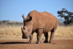 Corne de rhinocéros : pourquoi l'Afrique du Sud veut relancer le commerce international, et pourquoi les critiques craignent les conséquences