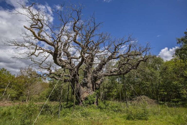 Fin d'une époque pour l'arbre mondialement connu de Robin des Bois, le Chêne Major, mais son héritage perdure