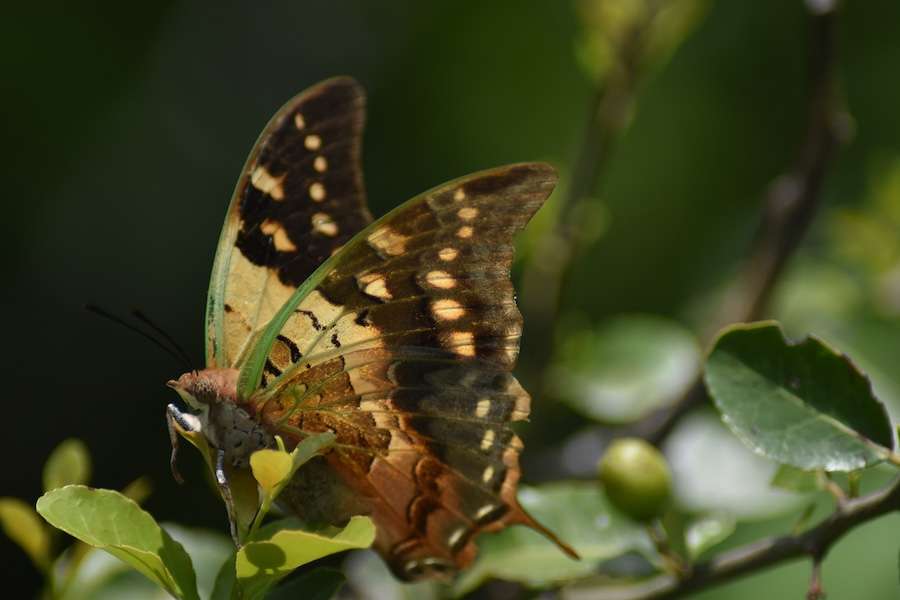Biggest butterfly survey of its kind set to uncover the secrets of Madagascar’s forests