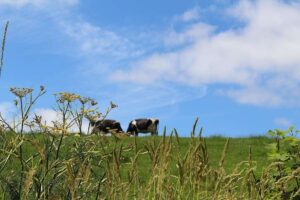 Le gouvernement présente une feuille de route agricole 2050 pour l’Angleterre