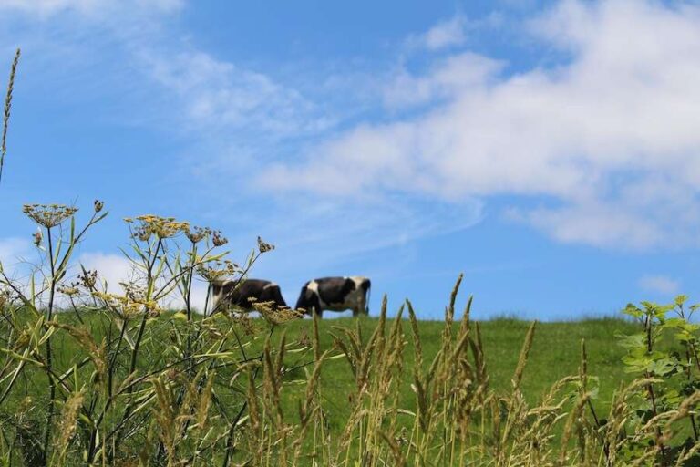 Le gouvernement présente une feuille de route agricole 2050 pour l’Angleterre