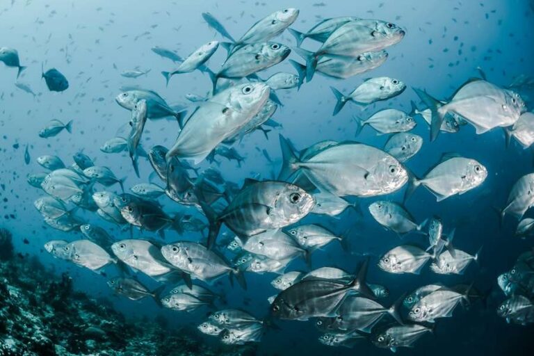 Le monde a convenu de protéger 30 % des océans d’ici 2030 – mais la protection marine ne peut pas être jugée uniquement en fonction de la superficie