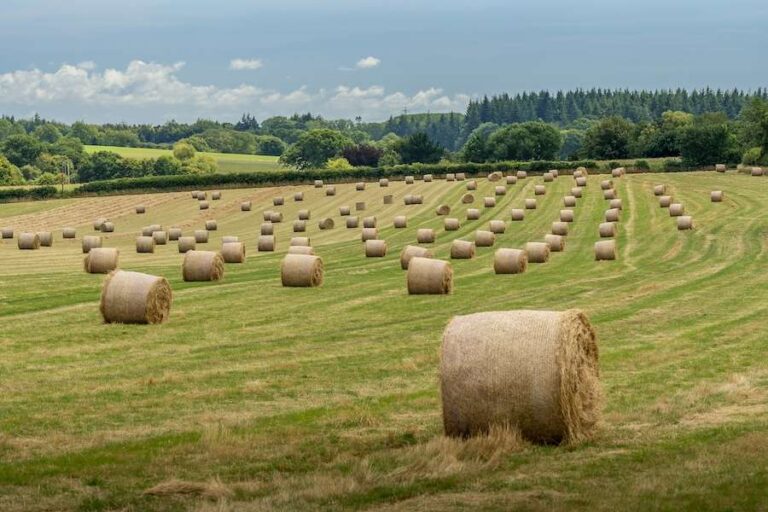 Les Wildlife Trusts mettent l’accent sur l’agriculture respectueuse de la nature à Groundswell