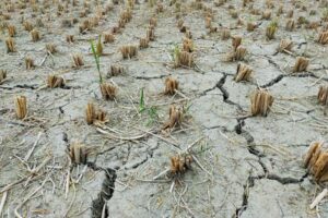 Les conditions météorologiques extrêmes et l’adaptation inégale au climat mettent à l’épreuve la résilience de l’Europe